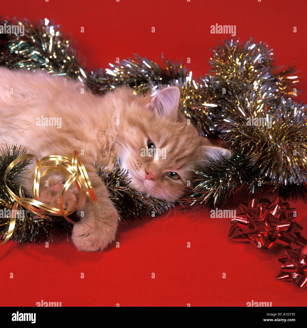 Cat with tinsel Stock Photo Alamy
