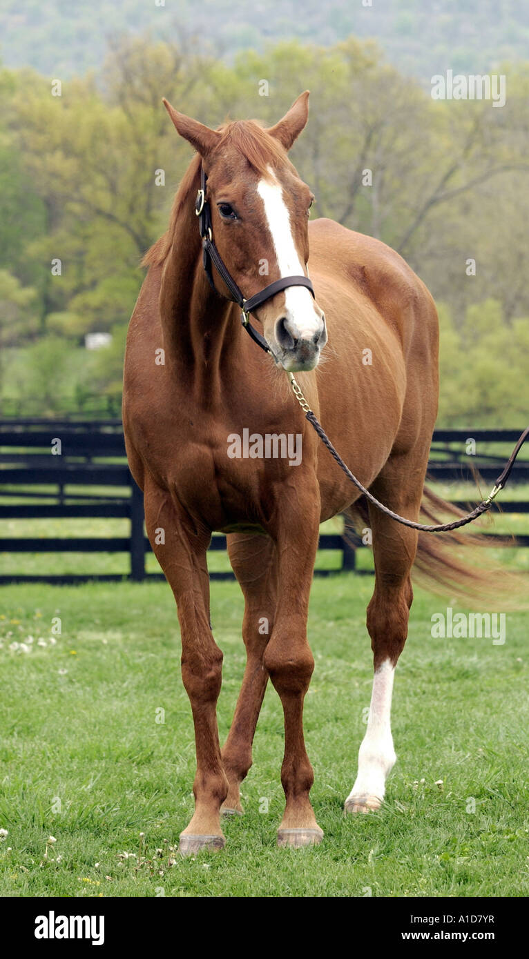 Kentucky Derby winner Genuine Risk stands in a field Stock Photo - Alamy