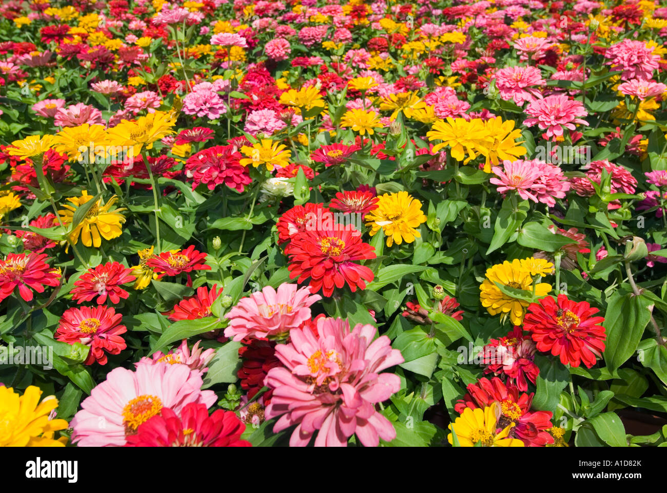 field of flowers blossom plant ZINIEN zinnia elegans Asteraceae Mexico Stock Photo