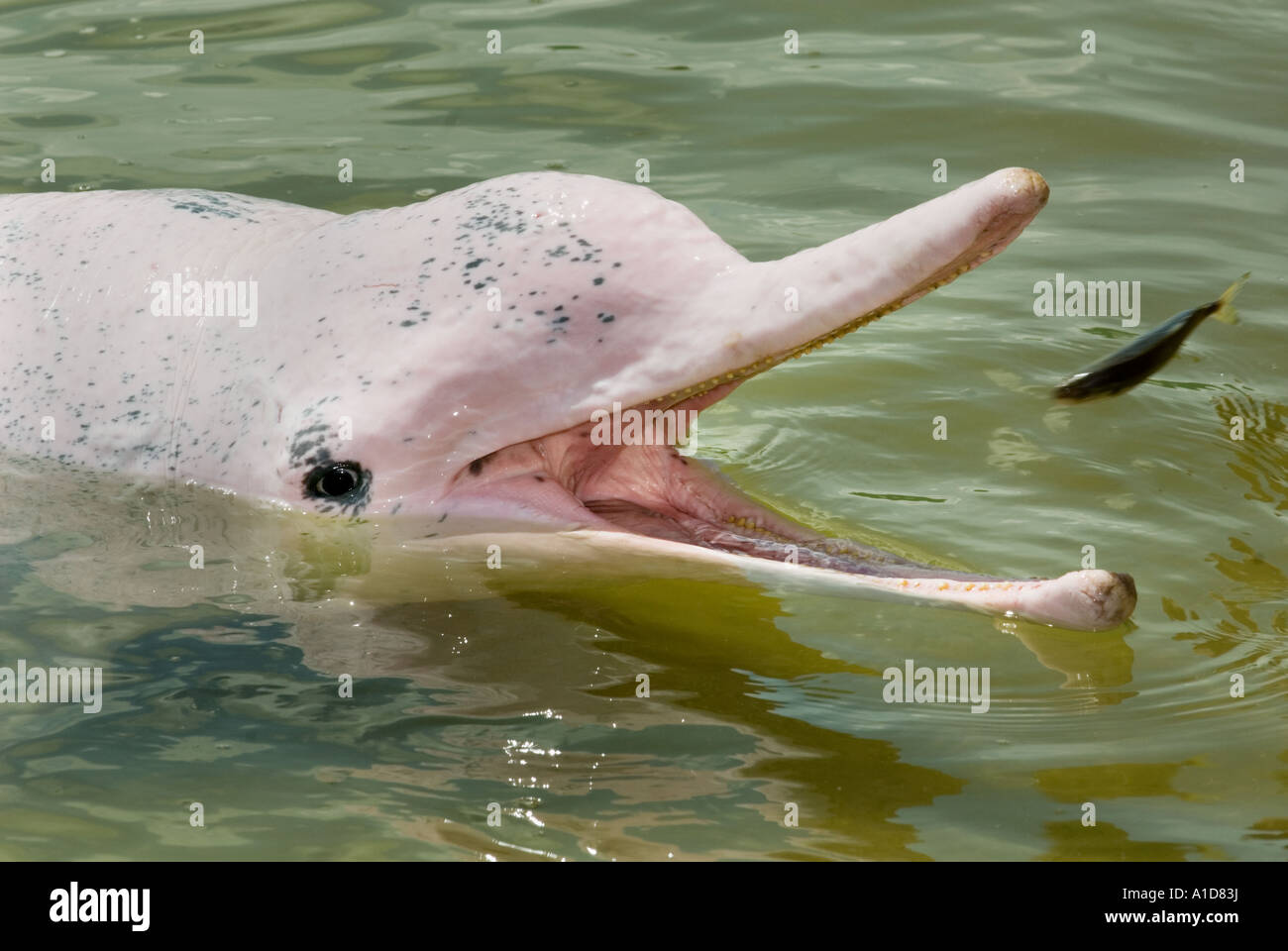 rare pink red white dotted dolfin at water surface Sousa chinensis humpback dolphin Indopazifik Stock Photo