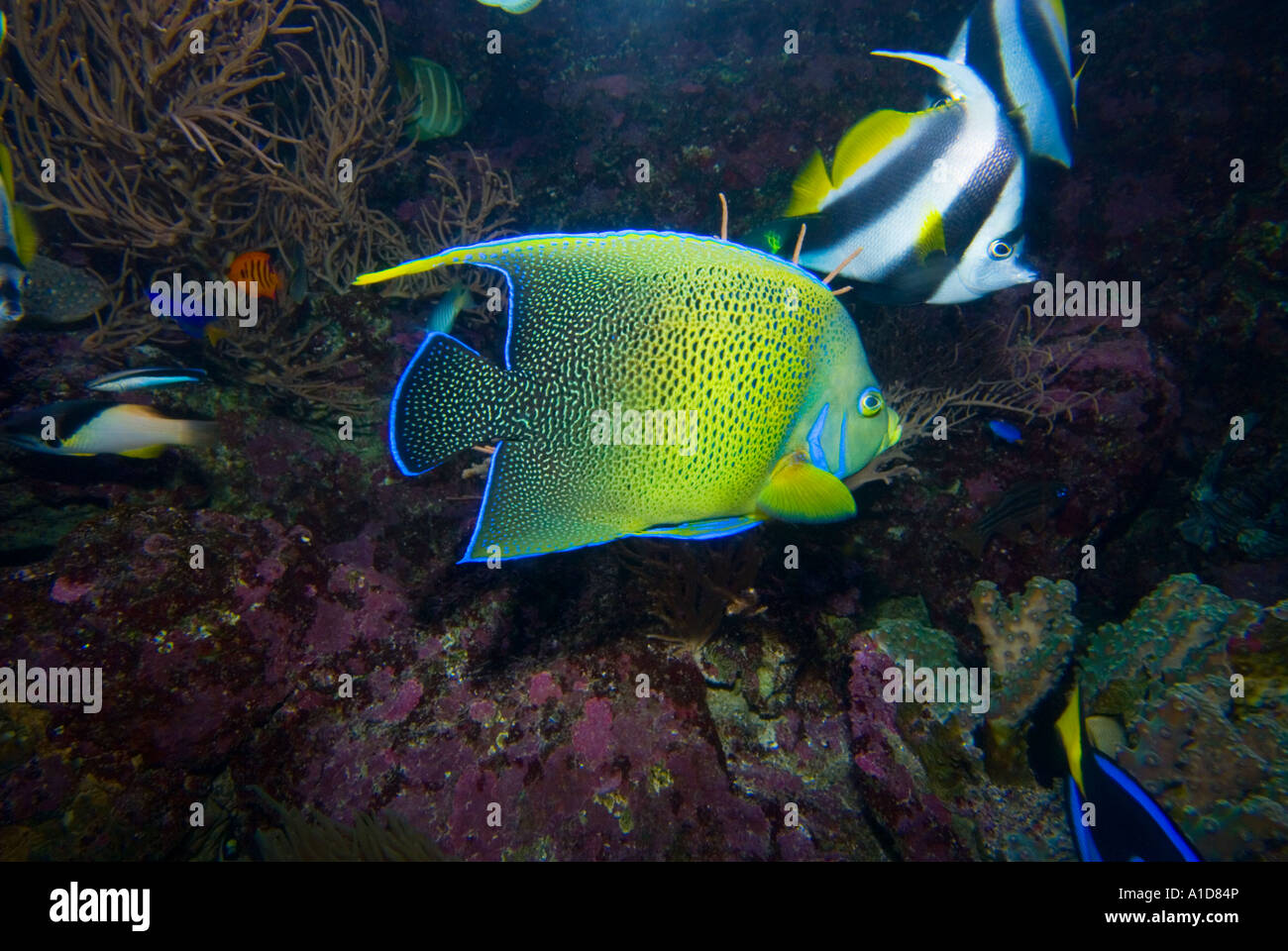 Queen Angelfish Holacanthus Ciliaris And Bannerfish Banner Fish In