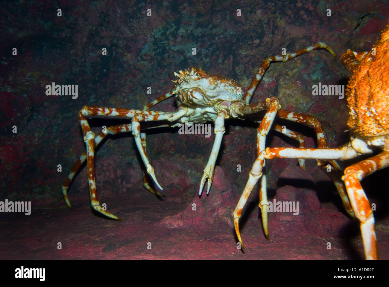 The largest crab alive GIANT SPIDER GRAB  macrocheira kaempferi japanese japan PACIFIC OCEAN SEA Stock Photo