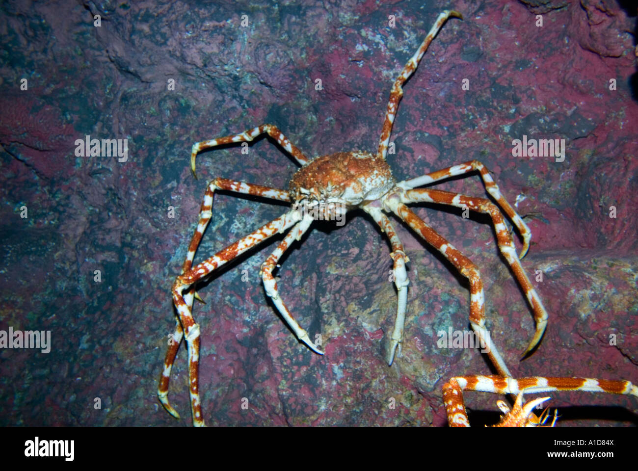 The largest crab alive GIANT SPIDER GRAB  macrocheira kaempferi japanese japan PACIFIC OCEAN SEA Stock Photo