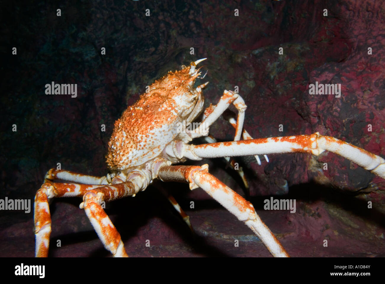 The largest crab alive GIANT SPIDER GRAB  macrocheira kaempferi japanese japan PACIFIC OCEAN SEA Stock Photo