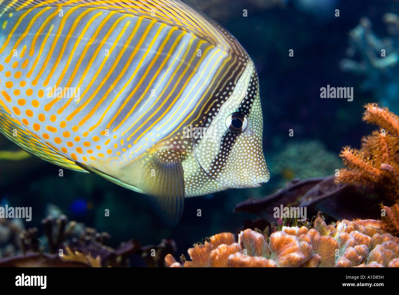 Sailfin tang ZEBRASOMA DESJARDINI  red sea Egypt PORTRAIT mouth snout corals Stock Photo