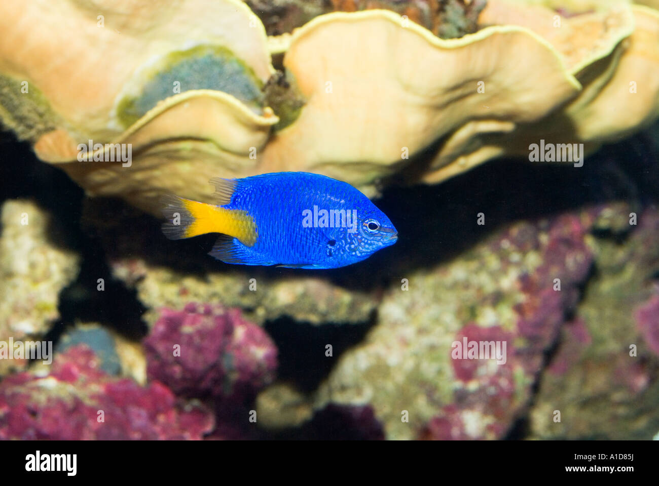 Blue Devil or Damselfish Damsel fish Chrysiptera cyanea yellow tail caudal  in front of mussel shell red algae algas Sapphire Stock Photo