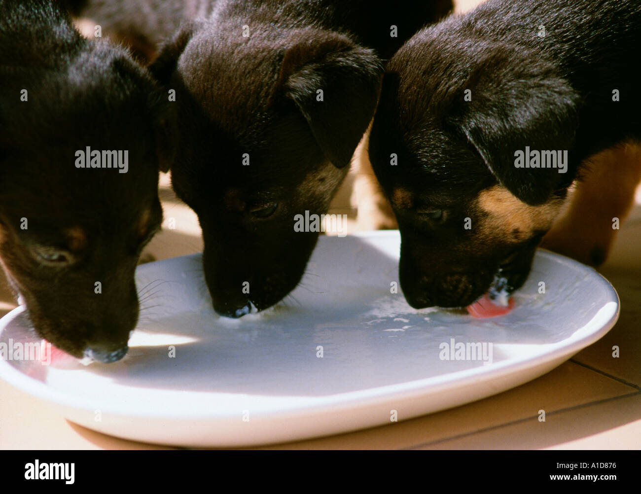 German Shepherd Puppies Eating Stock Photo