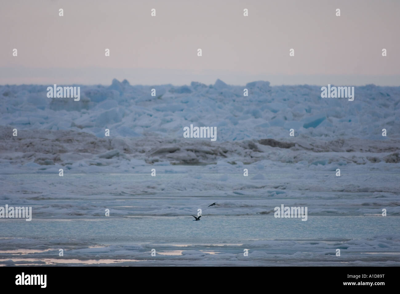 pomarine jaeger Stercorarius pomarinus pair flying along the Arctic coast south of Point Barrow Alaska Stock Photo