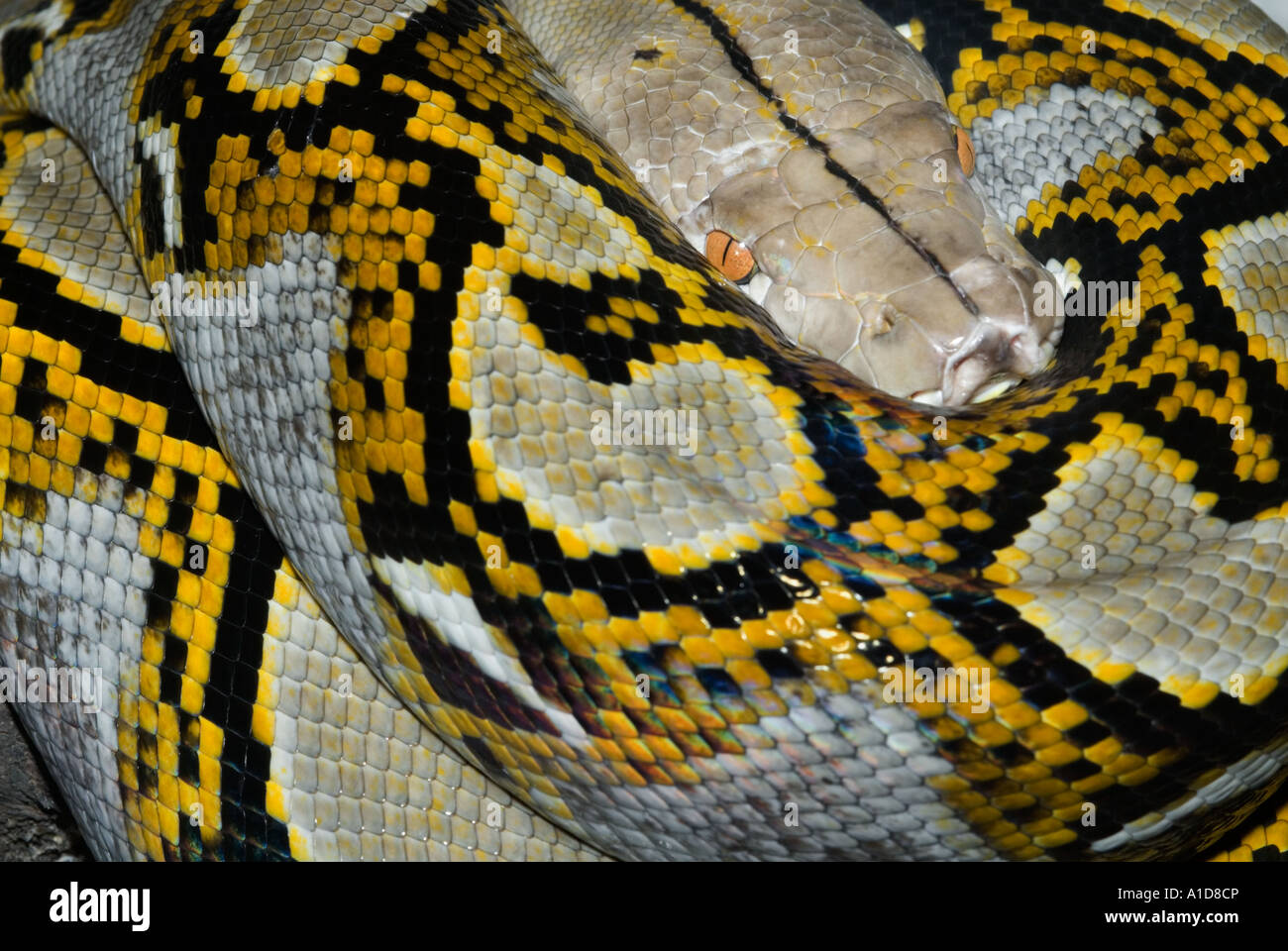 portrait of a RETICULATED PYTHON snake Python reticulatus Irridescent ...
