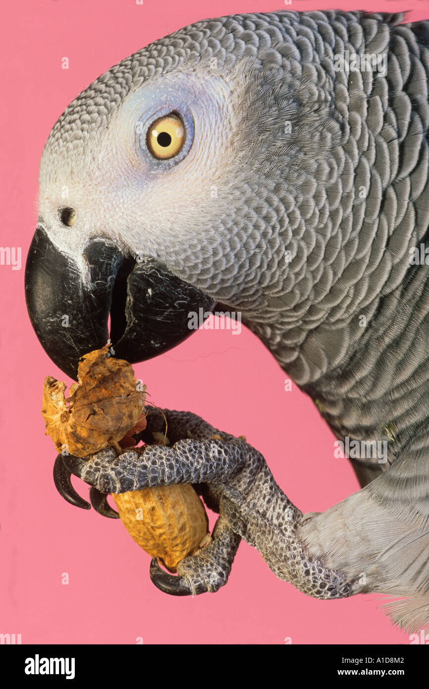 African grey parrot ghana hires stock photography and images Alamy
