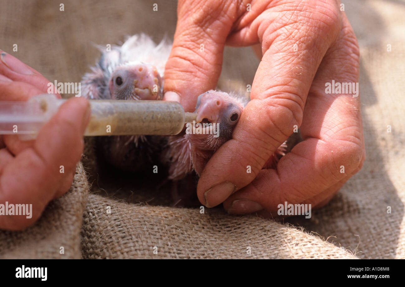 African Grey Parrot Paittacus e.erithacus Fledgling Birds being hand reared Stock Photo