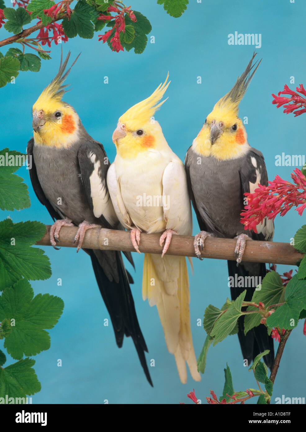 Cockatiels Nymphicus hollandicus Stock Photo Alamy