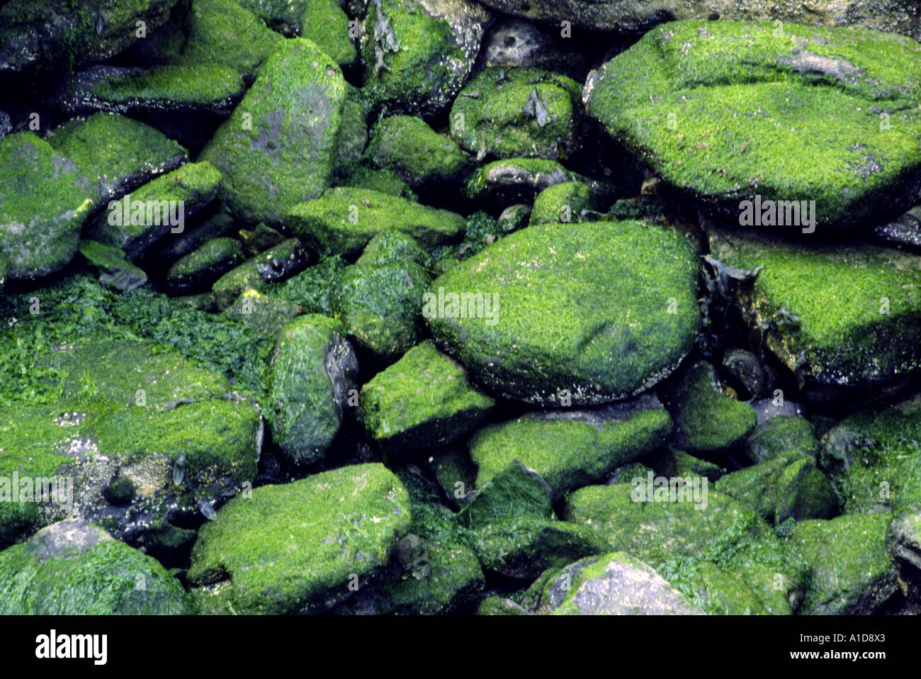 Algae covered rocks and stones in a dry rock pool at low tide on the