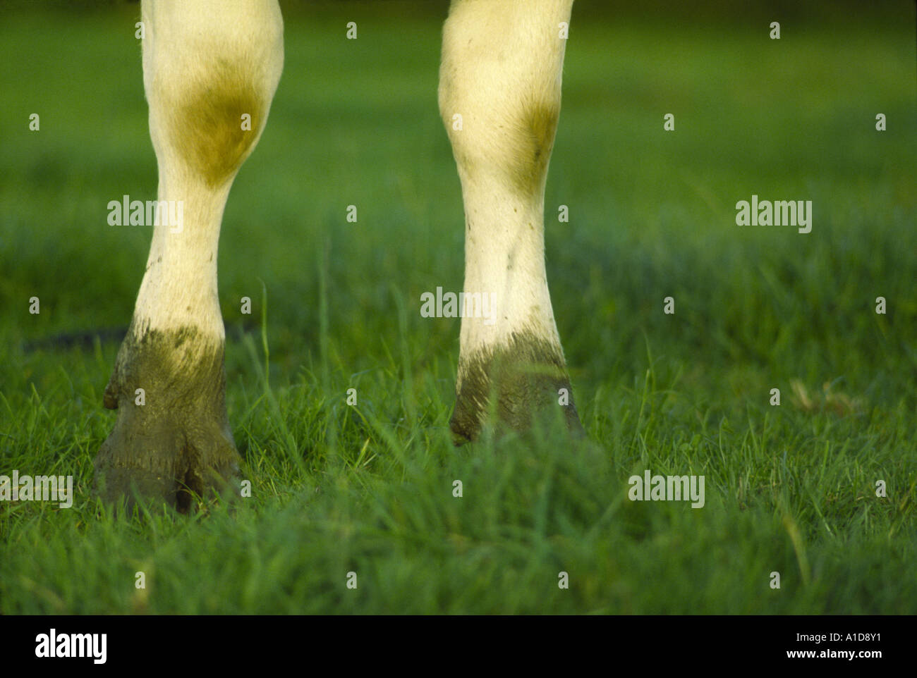 Holstein Friesian Dairy Cows Fore Legs and Muddy Feet in a Field of Grass in County Kilkenny Ireland Stock Photo