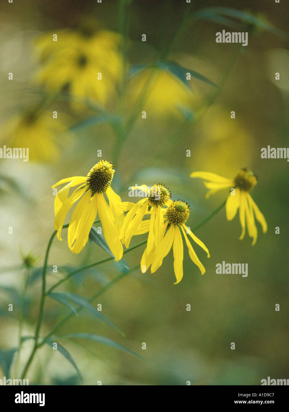 blooming grey headed coneflower Stock Photo