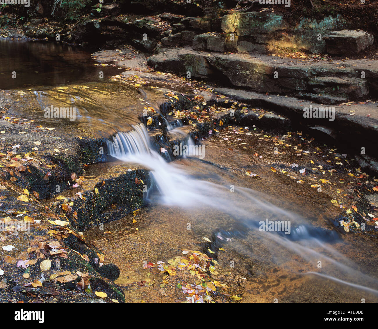 My Image 31