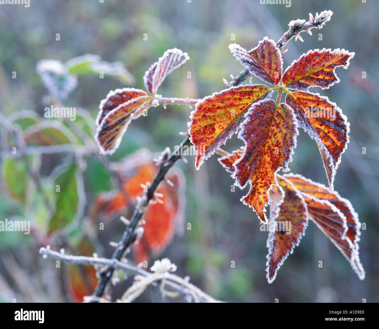 frosted autum blackberry leaves Stock Photo