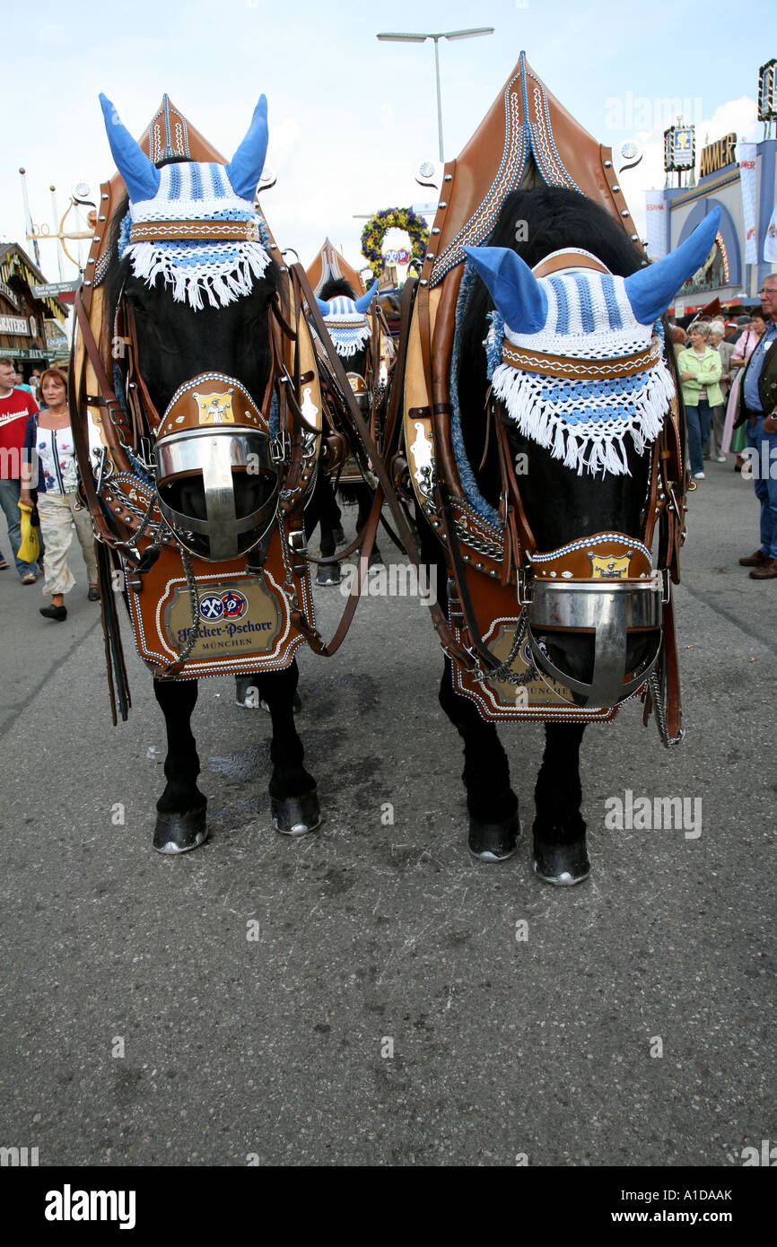 Clydesdale Hoses from the Hofbrau at Oktoberfest in Munich Germany Stock  Photo - Alamy