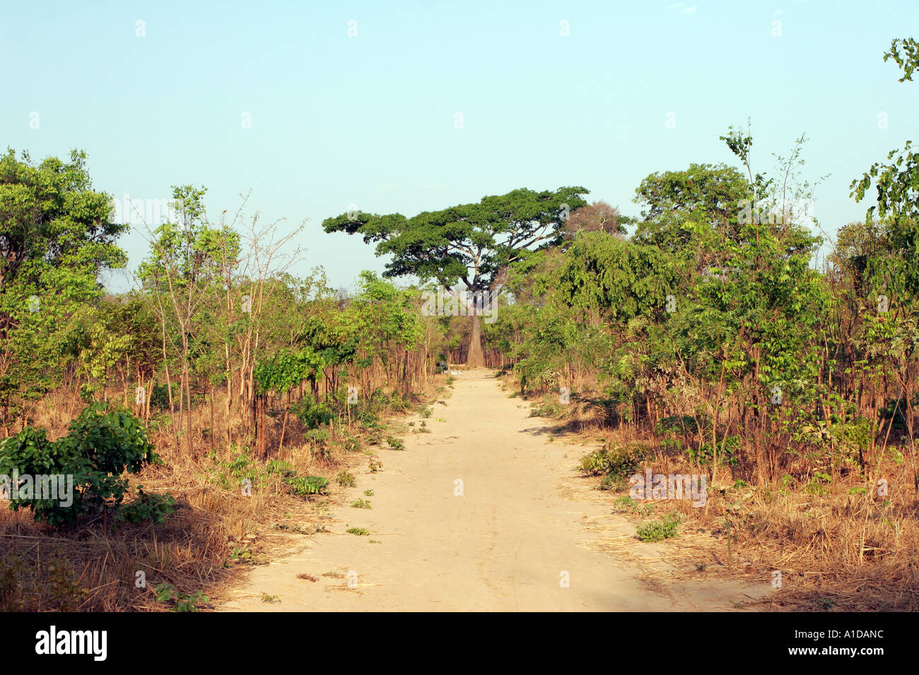 Dirt Road in Zambia with a Kachale Tree (Ochna pulchra) in the centre at the end Stock Photo
