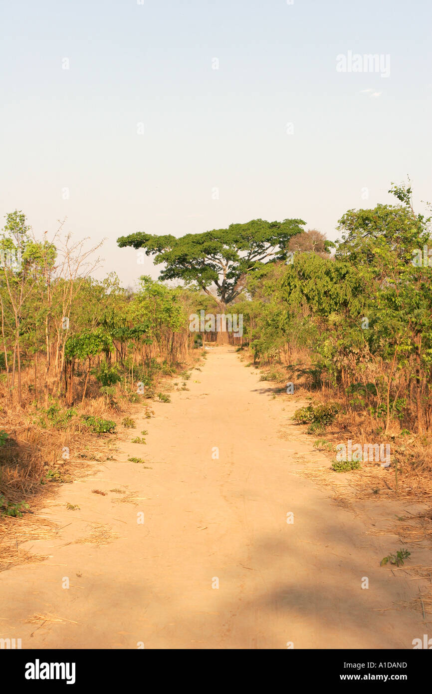 Dirt Road in Zambia with a Kachale Tree (Ochna pulchra) in the centre at the end Stock Photo