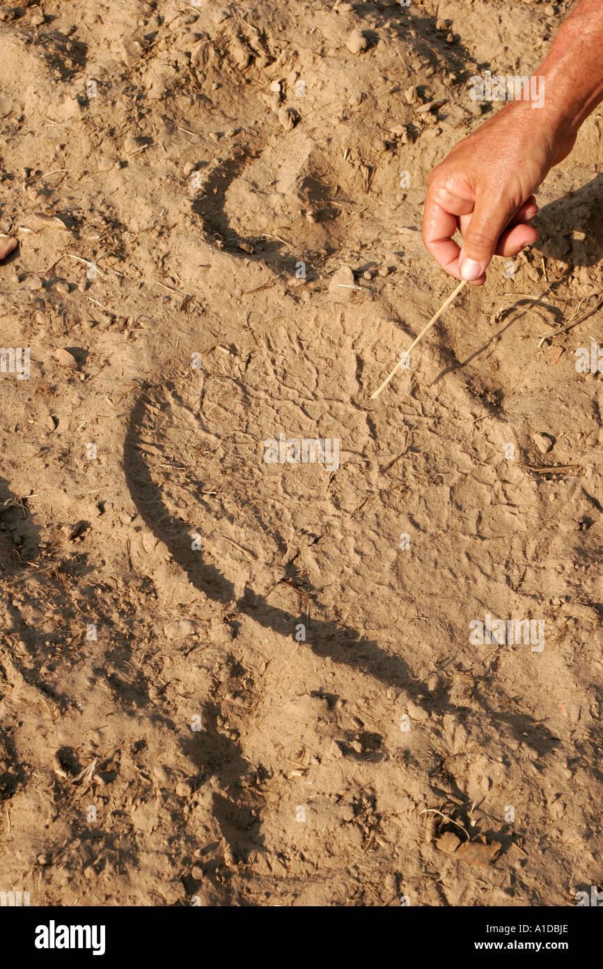 African Elephant footprints in the ground Stock Photo Alamy