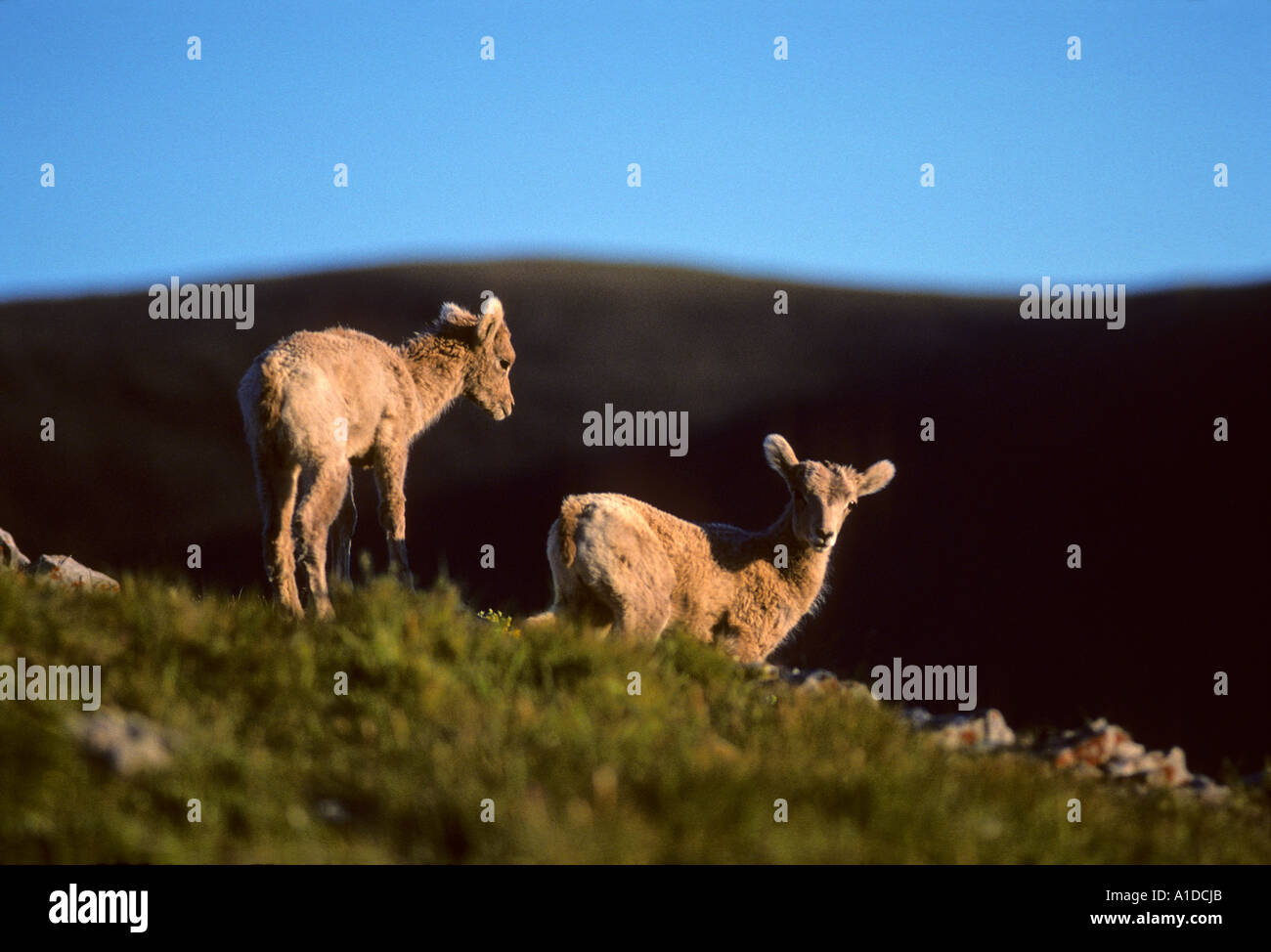 Bighorn sheep bighorn ovis canadensis lambs on mountainside at dawn Stock Photo