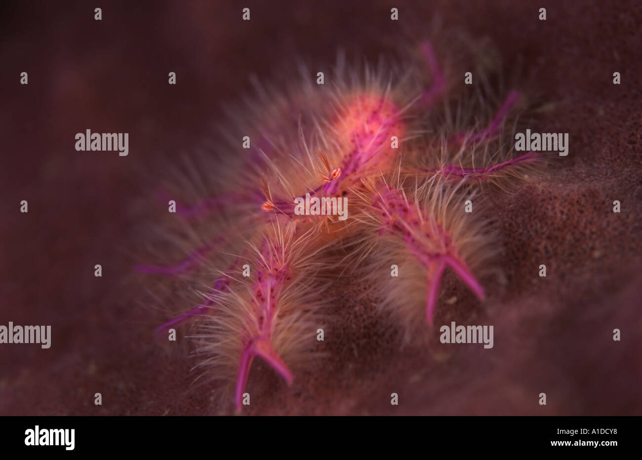 Hairy Squat Lobster Stock Photo - Alamy