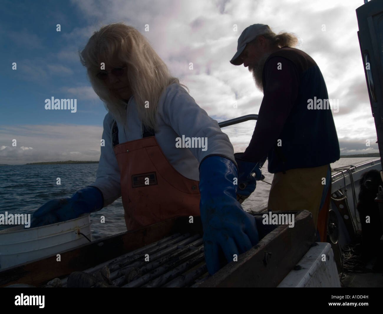 Bo Christenson and Donna J Cote Quahoggers (shell fisherman) at work on Narragansett bay Stock Photo