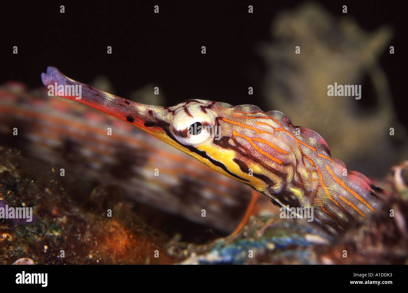 Yellow banded Pipefish Stock Photo