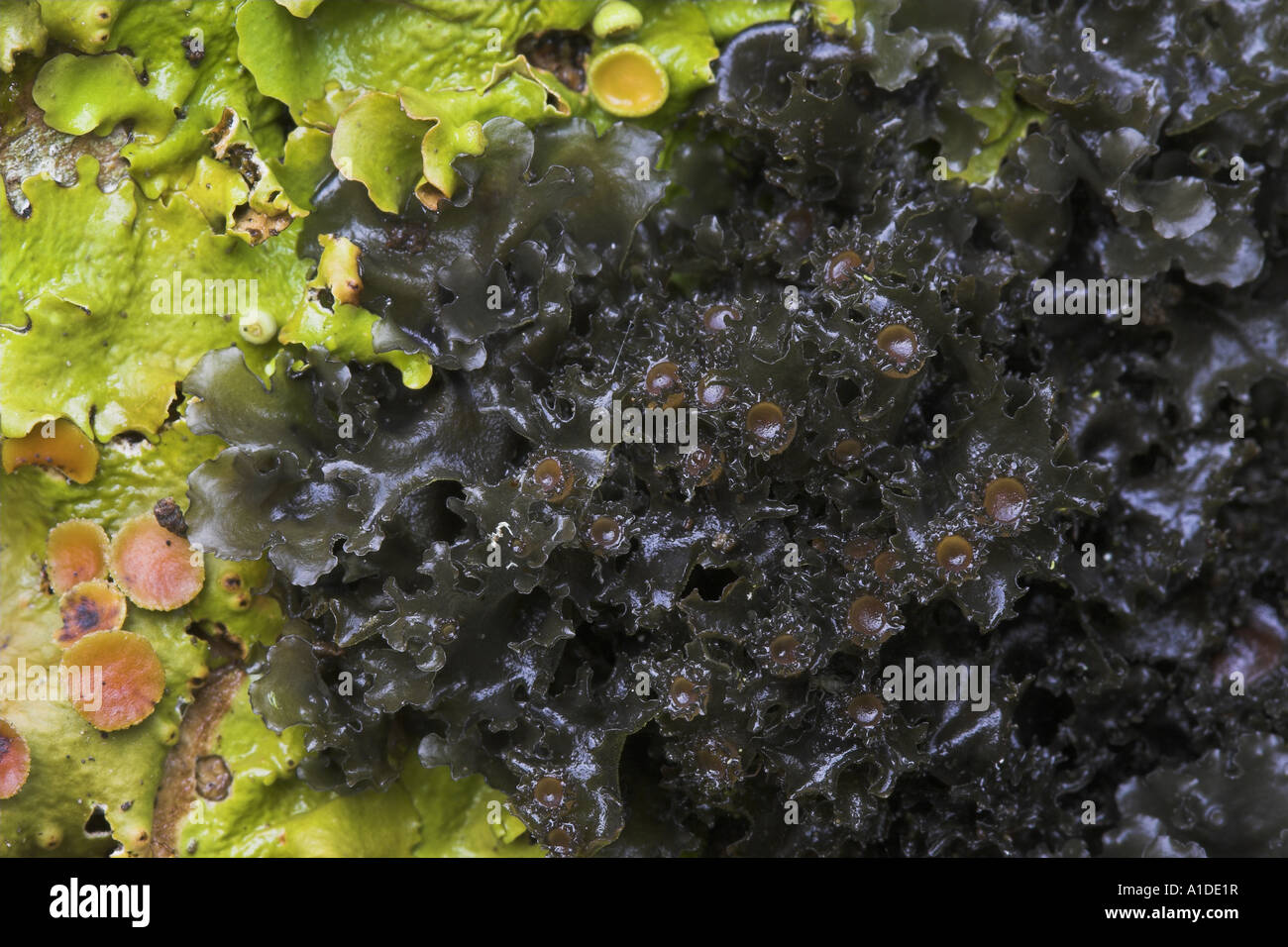Burgess's jellyskin lichen, Leptogium burgessii & Green satin lichen,Lobaria virens growing on tree trunk Inverness-shire, Scotl Stock Photo