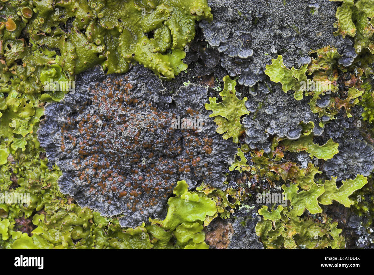 Lobarion lichen community on Ash tree, inverness-shire Stock Photo