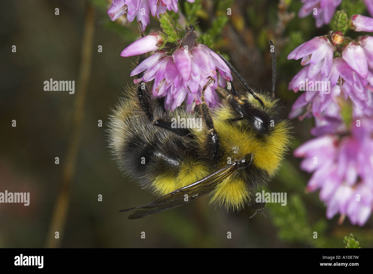 Heath Bumblebee, Bombus jonellus, nectaring on Ling, Calluna vulgaris Stock Photo