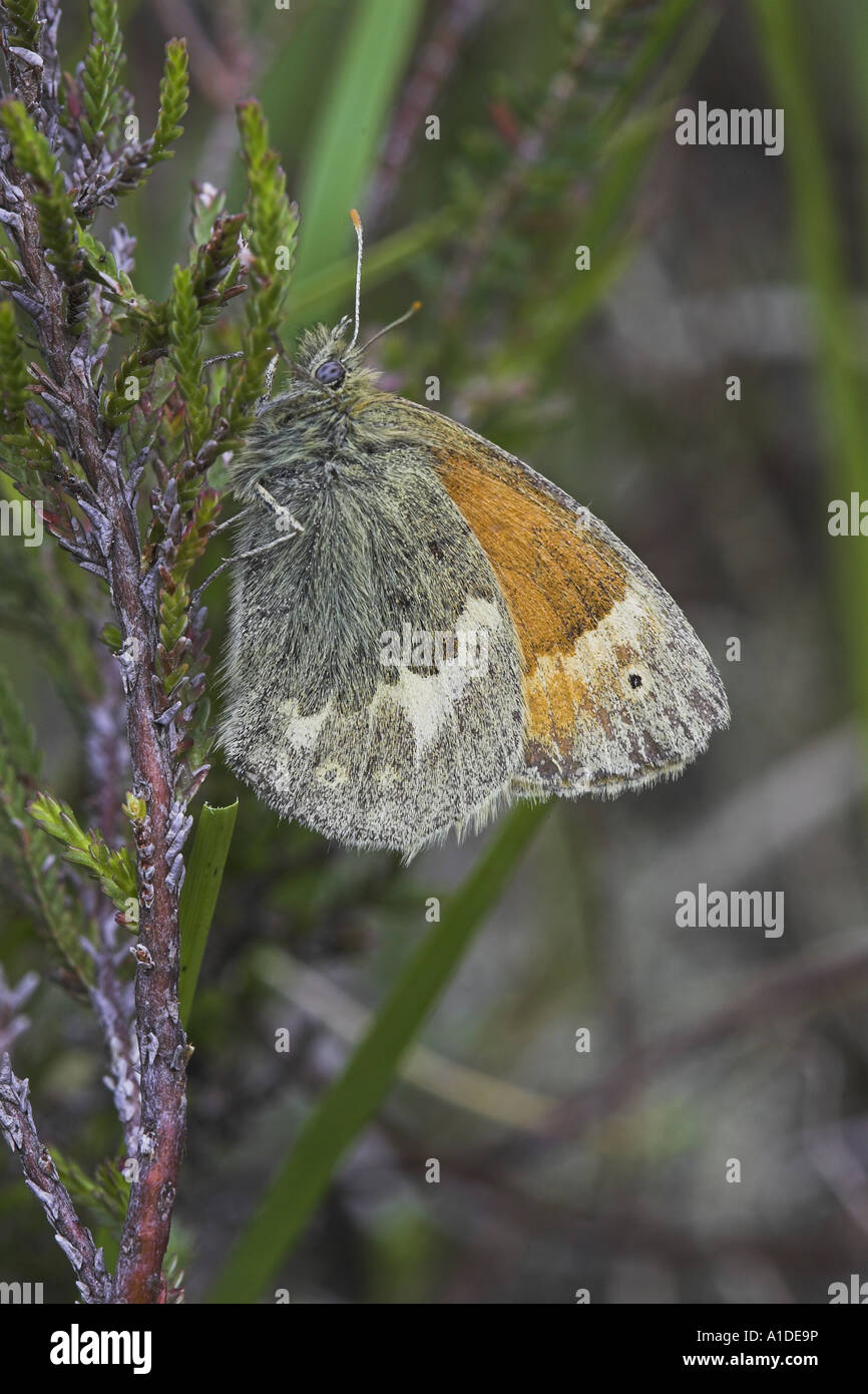 Large Heath butterfly, Coenonympha tullia, on moorland, Inverness-shire, Scotland Stock Photo