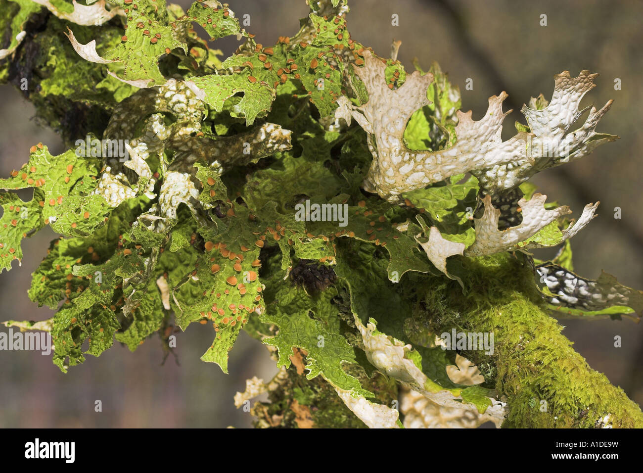 Tree Lungwort, Lobaria pulmonaria, growing on Hazel,Corylus avellana,Inverness-shire, Scotland Stock Photo