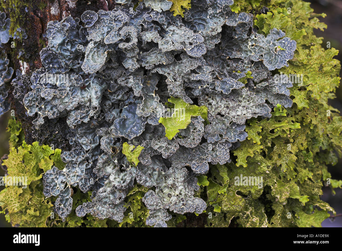 Epiphytic lichen growth covering tree trunk in old growth  woodland Western Scotland Stock Photo