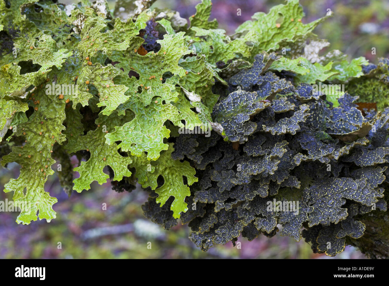 Epiphytic lichens growing on hazel branch in old growth woodland in Western Scotland Stock Photo