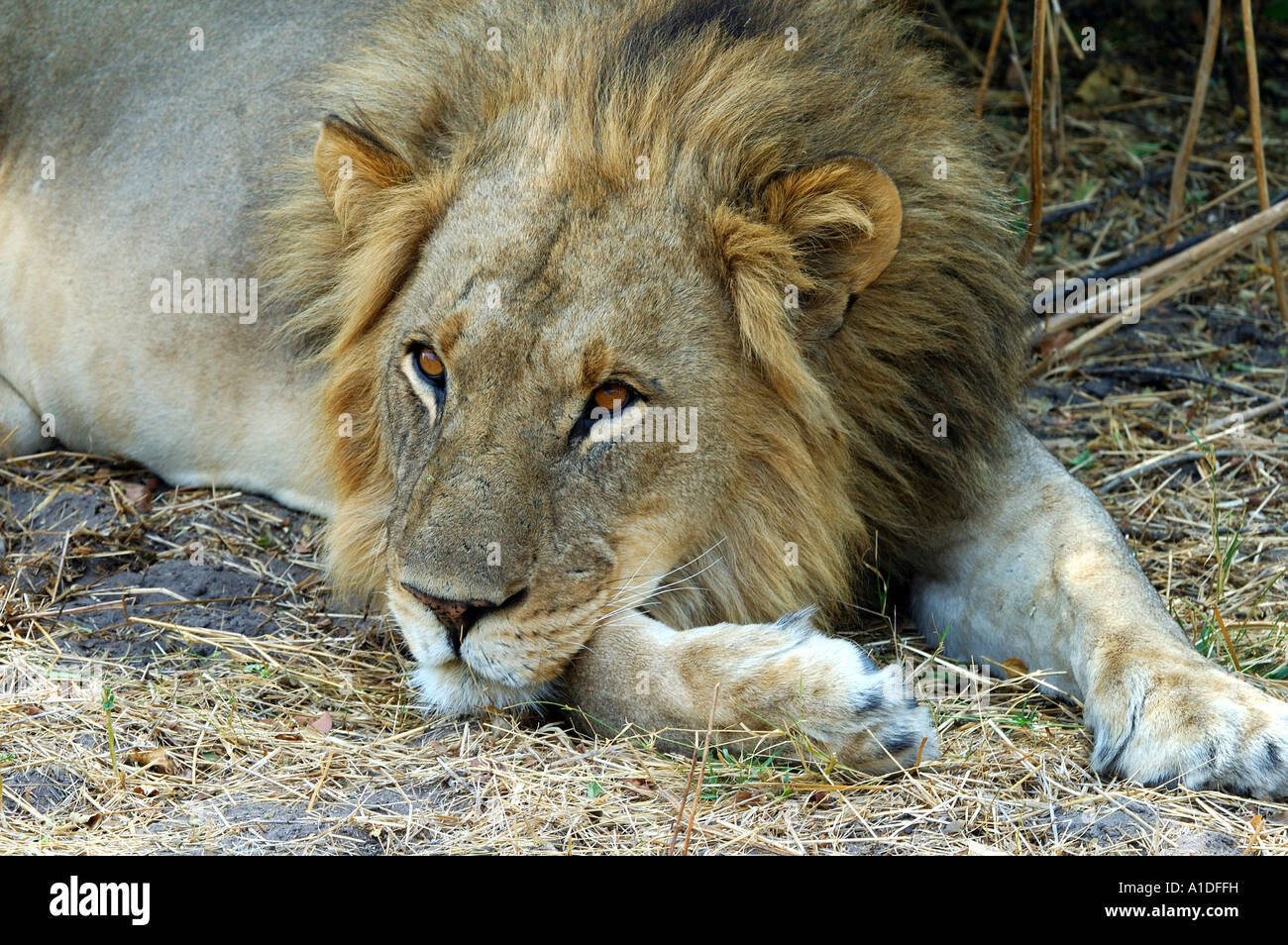 Male Lion, Panthera leo, Moremi National Park Botswana Stock Photo - Alamy
