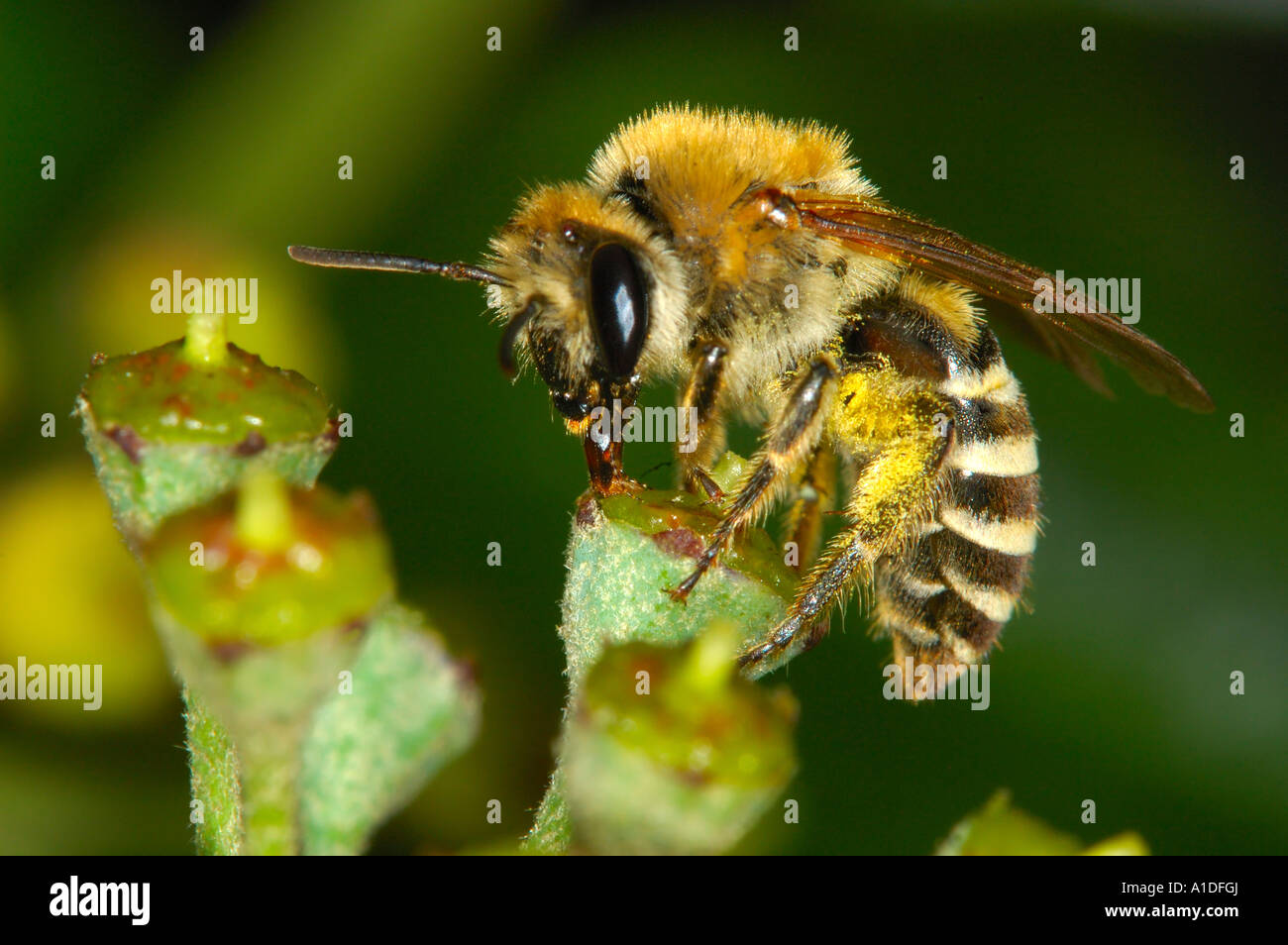 Plasterer bee Colletes daviesanus Stock Photo
