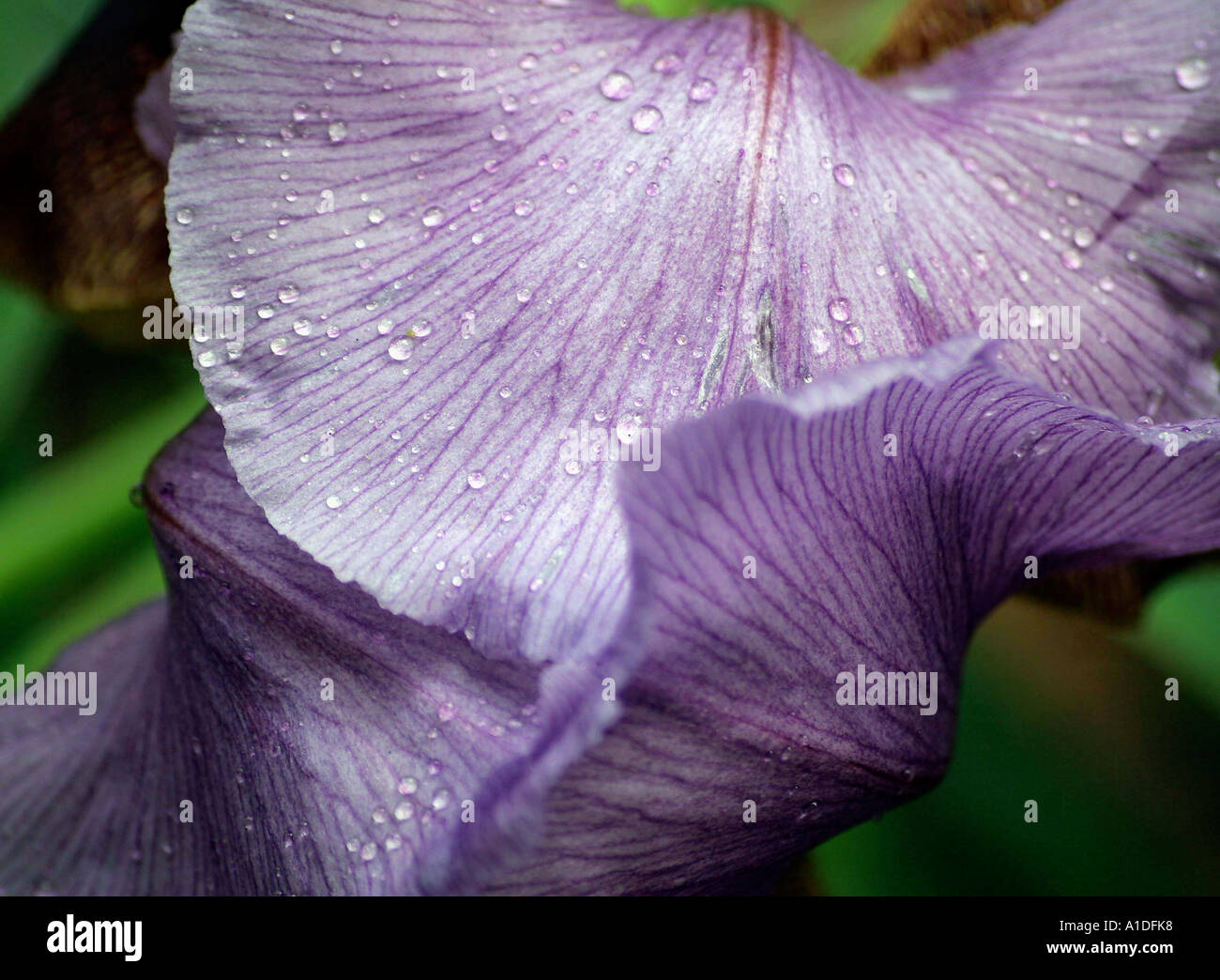 Mauve Nazareth iris in natural habitat Israel Stock Photo