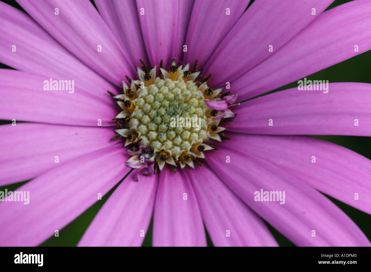 Daisy Osteospermum Stock Photo