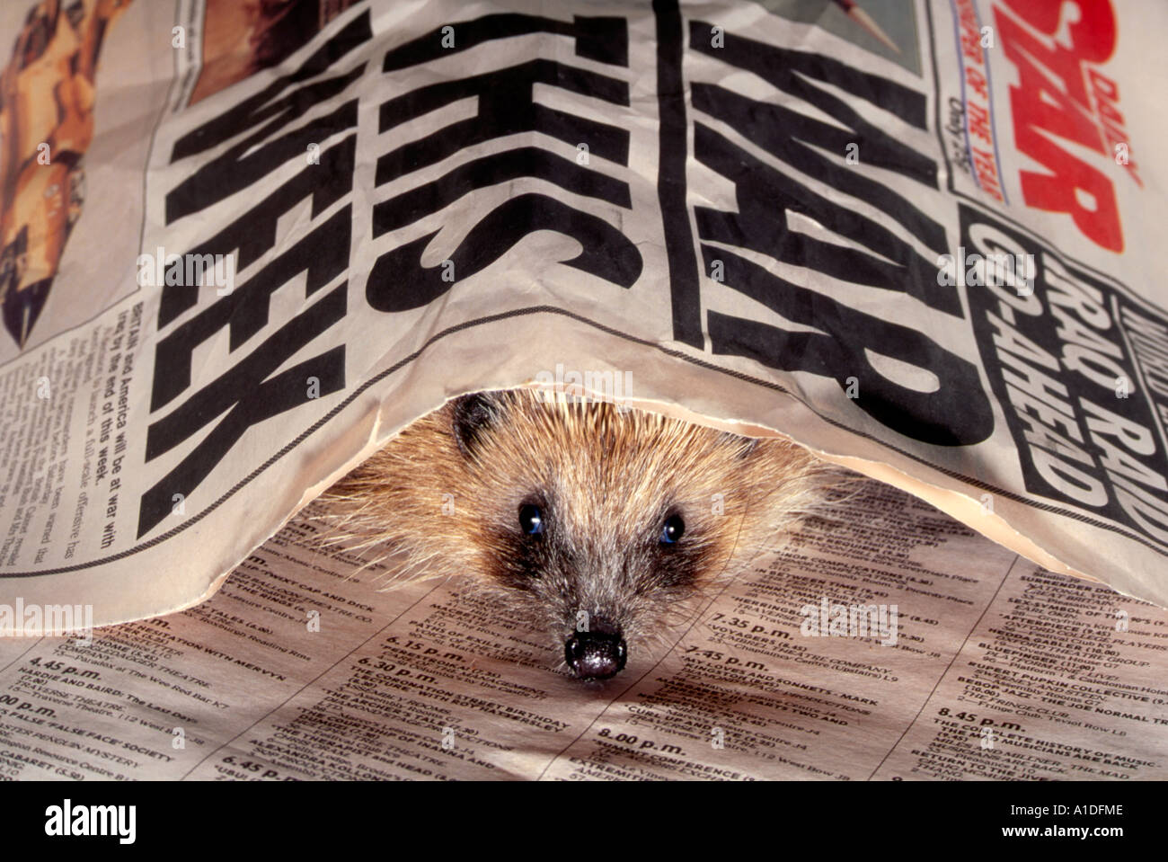 ‘War This Week’. European hedgehog Earinsceus europaeus hiding under newspapers Gulf War 1991 Stock Photo
