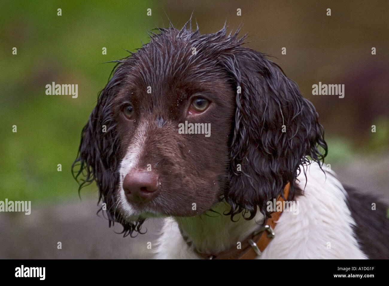 Mournful dog outside in the rain Stock Photo