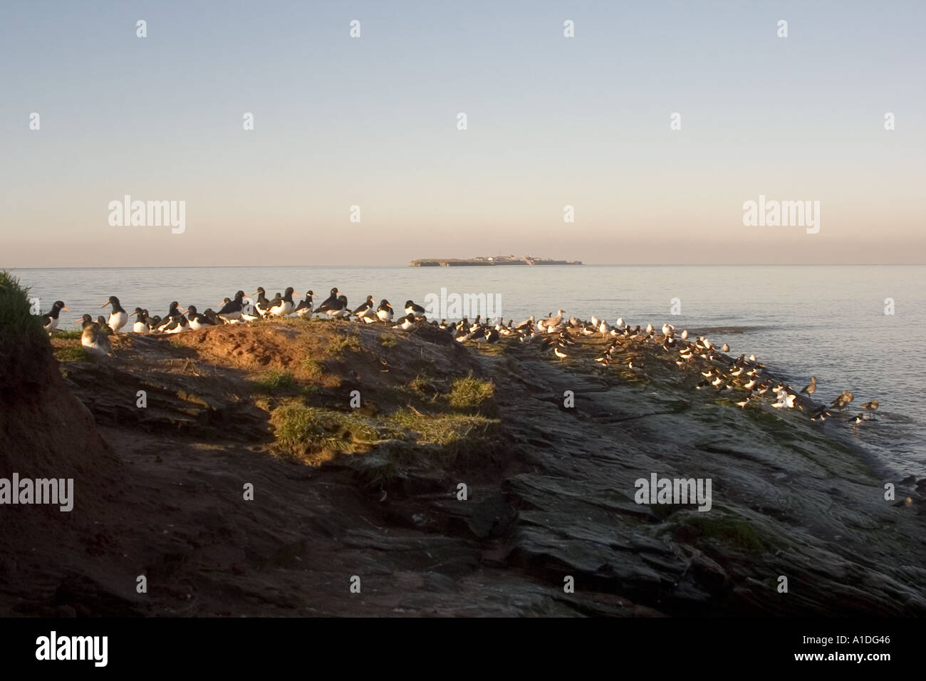 Little Eye with the high tide roost of mainly oystercatchers with Hilbre Island in the background Stock Photo