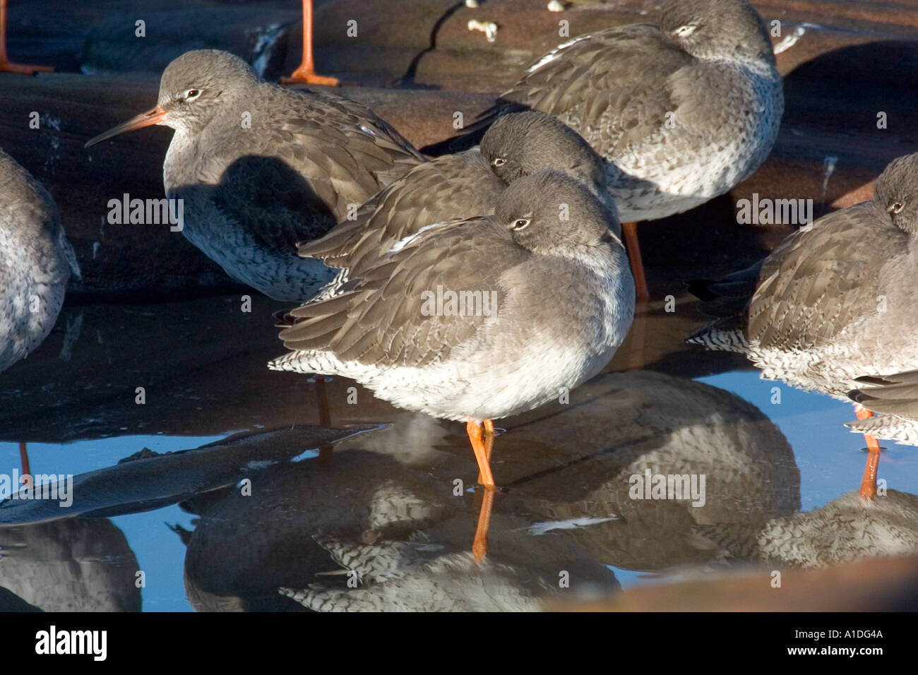 Redshank resting over high tide on Little Eye near Hilbre Island in the Dee estuary Stock Photo