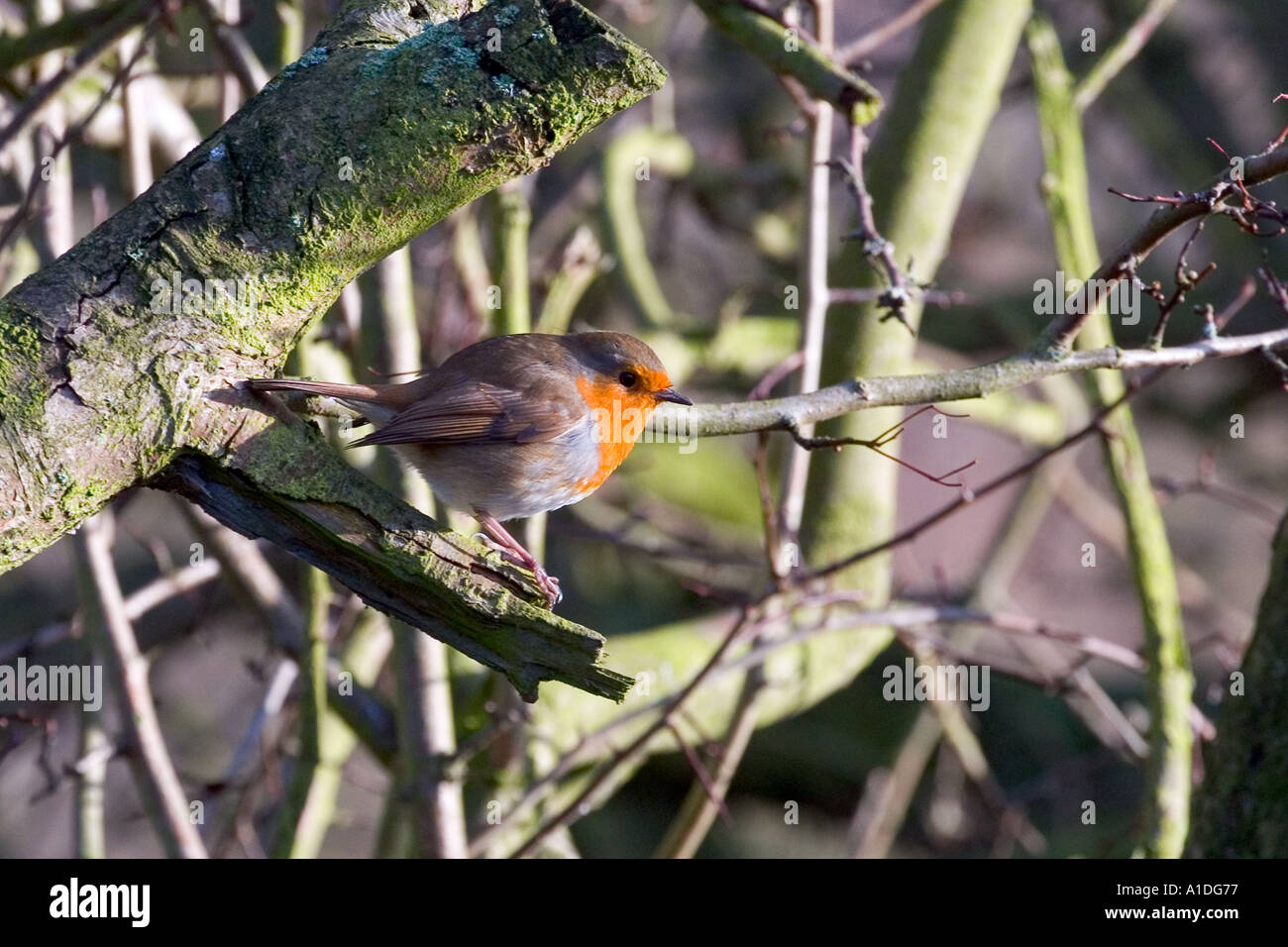 Robin in hedgerow Erithacus rubecula Stock Photo