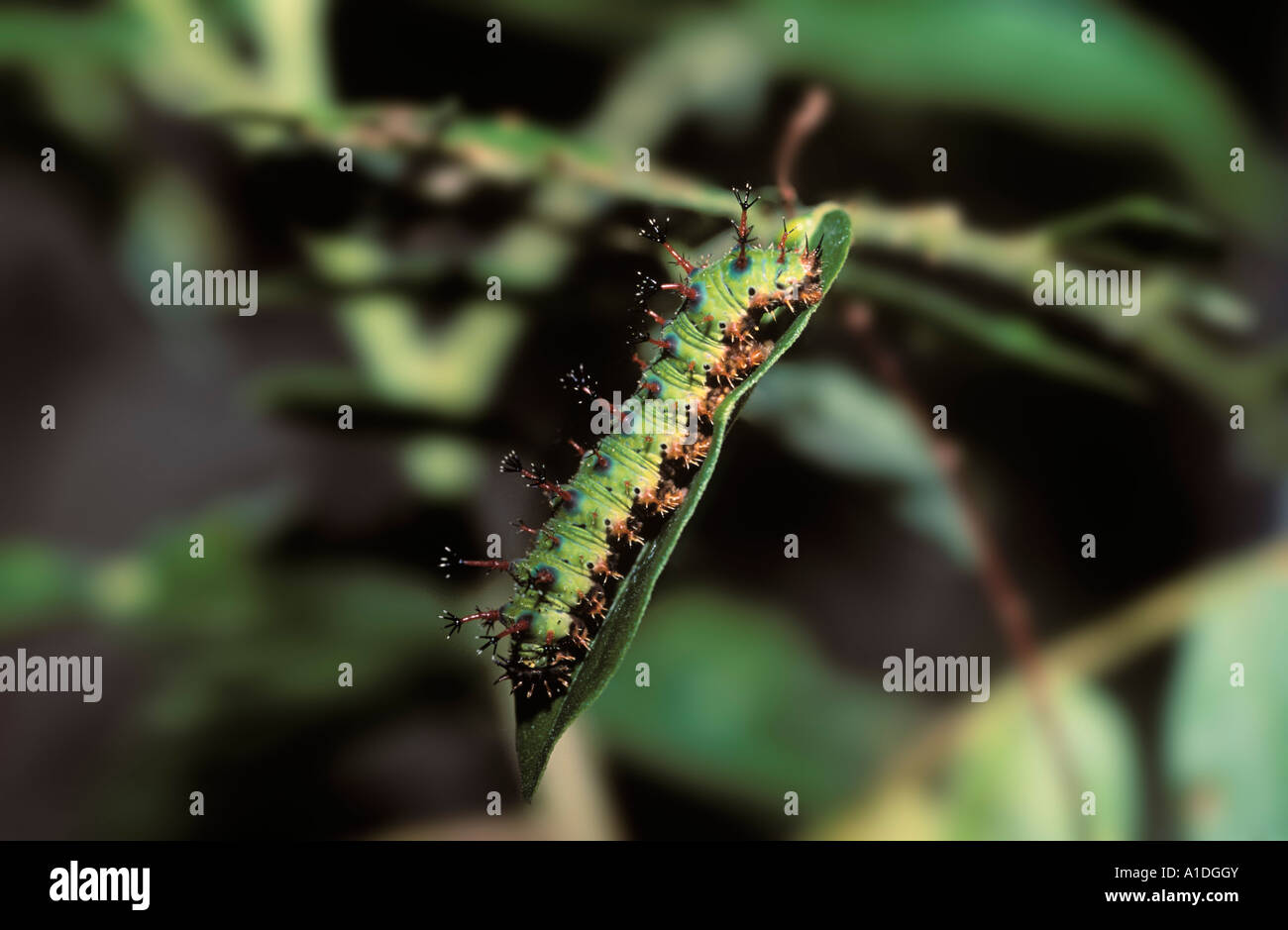 The Common Sergeant caterpillar (Athyma perius), Malaysia Stock Photo