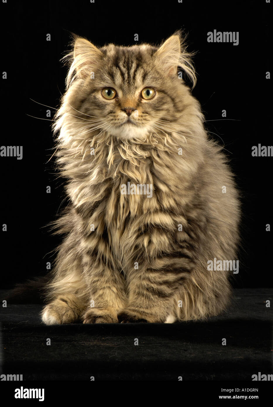 Persian cat crossbreed hi-res stock photography and images - Alamy