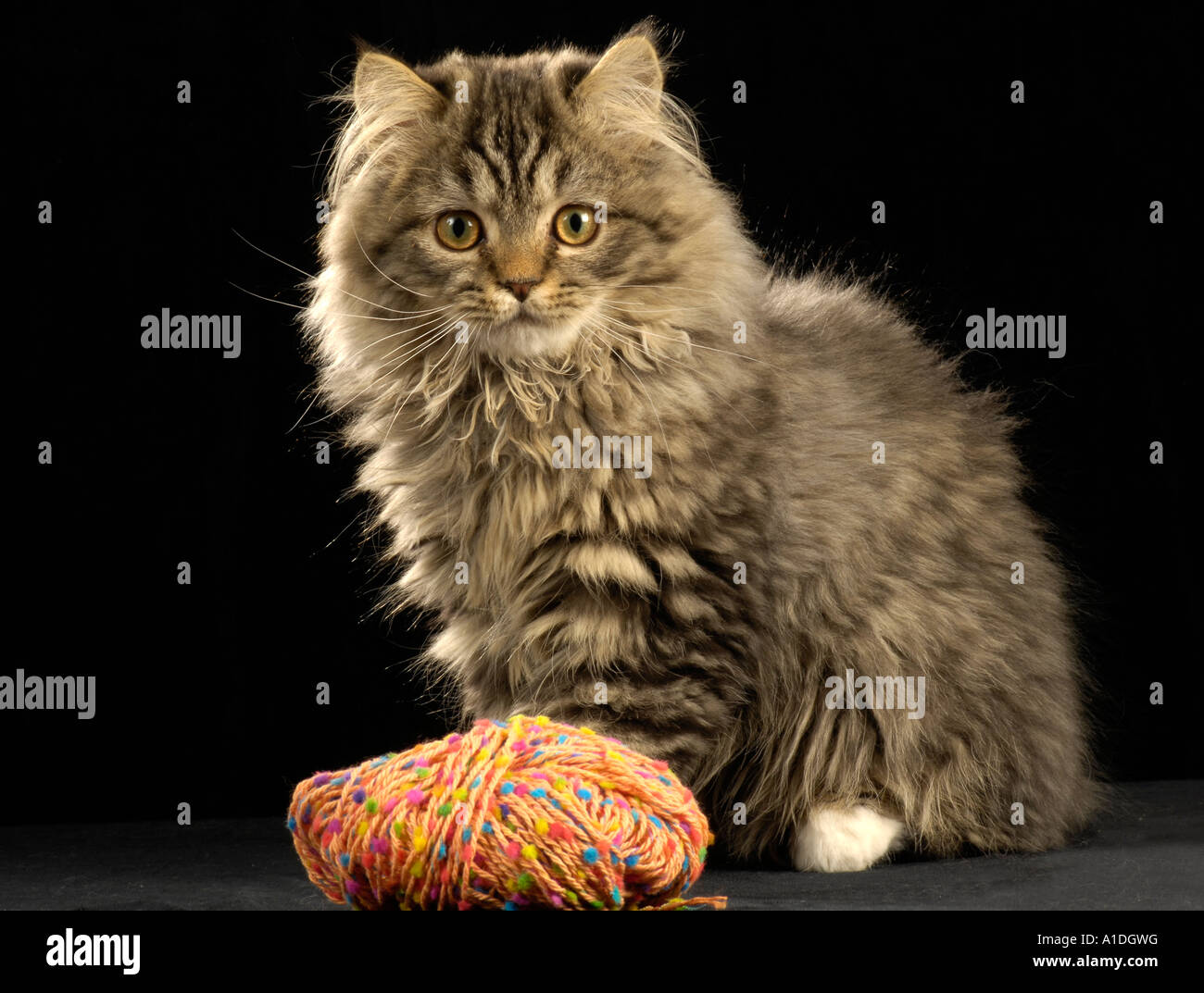 Pomeranian cat sale mix