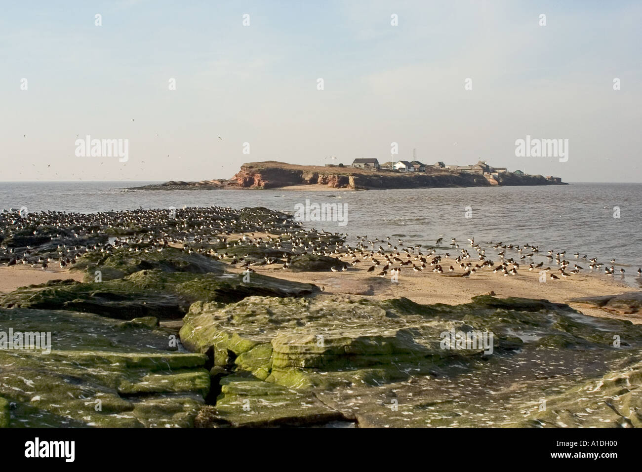 Hilbre Island in the Dee estuary from Middle Eye with oystercatchers at