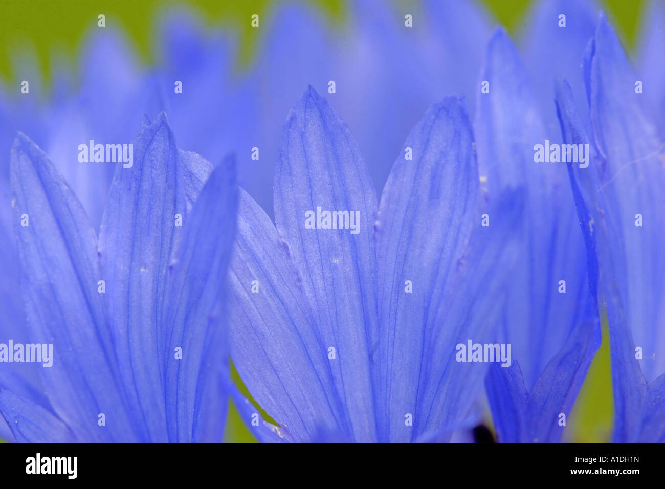 Close up of the Blossom, summer flowering garden plant Cornflower, Centaurea cyanus Stock Photo